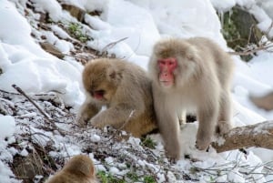 Nagano Snow Monkey private Day Tour from Tokyo