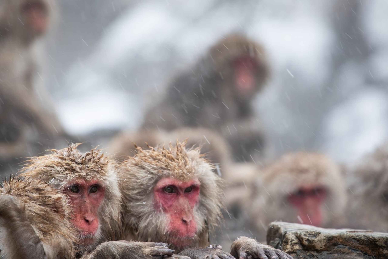 Nagano/Tokyo: Privat dagstur til sneaber til laveste pris