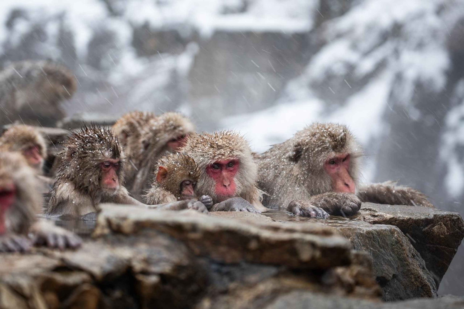 Nagano/Tokyo: Privat dagstur til sneaber til laveste pris