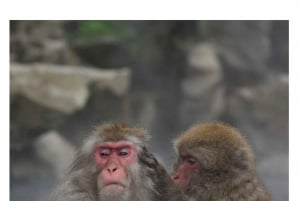 Nagano/Tokyo: Snow Monkey Private Day Tour At Lowest Rate