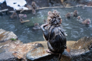 Nagano/Tokyo: Privat dagstur til sneaber til laveste pris