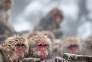 Nagano/Tokyo: Privat dagstur til sneaber til laveste pris