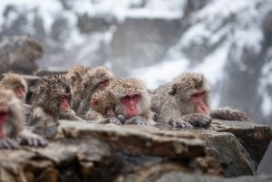 Nagano/Tokyo: Privat dagstur til sneaber til laveste pris