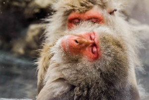 Nagano/Tokyo: Privat dagstur til sneaber til laveste pris