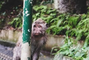 Nagano/Tokyo: Privat dagstur til sneaber til laveste pris