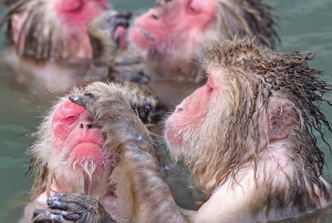 Nagano Tokio: Snow Monkey private Tour mit Abholung und Rückfahrt vom Hotel