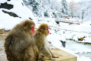 Nagano Tokio: Snow Monkey private Tour mit Abholung und Rückfahrt vom Hotel