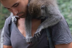 Nagano Tokio: Snow Monkey private Tour mit Abholung und Rückfahrt vom Hotel