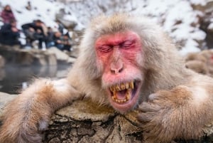 Nagano Tokio: Snow Monkey private Tour mit Abholung und Rückfahrt vom Hotel