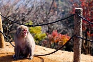 Nagano Tokio: Snow Monkey private Tour mit Abholung und Rückfahrt vom Hotel