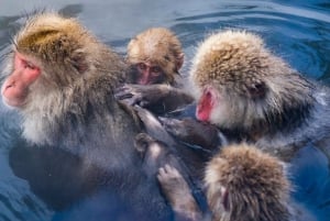 Nagano Tokio: Snow Monkey private Tour mit Abholung und Rückfahrt vom Hotel