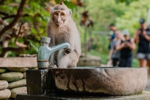 Nagano Tokio: Snow Monkey private Tour mit Abholung und Rückfahrt vom Hotel