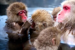 Nagano Tokio: Snow Monkey private Tour mit Abholung und Rückfahrt vom Hotel