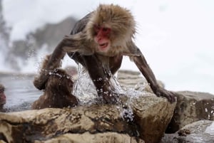 Nagano Tokio: Snow Monkey private Tour mit Abholung und Rückfahrt vom Hotel