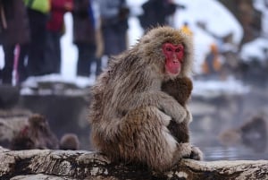 Nagano Tokio: Snow Monkey private Tour mit Abholung und Rückfahrt vom Hotel