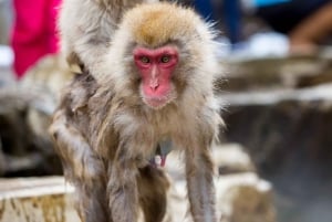 Nagano Tokio: Snow Monkey private Tour mit Abholung und Rückfahrt vom Hotel
