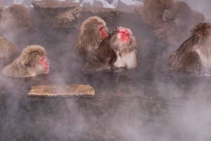 Nagano Tokio: Snow Monkey private Tour mit Abholung und Rückfahrt vom Hotel