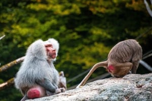 Nagano Tokio: Snow Monkey private Tour mit Abholung und Rückfahrt vom Hotel