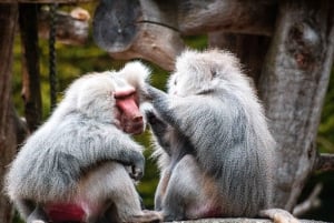 Nagano Tokio: Snow Monkey private Tour mit Abholung und Rückfahrt vom Hotel