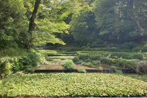 Naka-Izu: 2-dagers gourmetreise med wasabi, vin, te og glamping