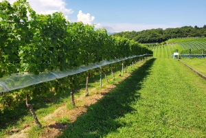 Naka-Izu: 2-dagers gourmetreise med wasabi, vin, te og glamping