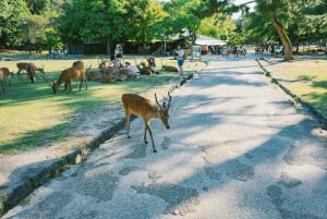 Nara: tour privato del Todai-ji e del santuario di Kasuga con foto 3D