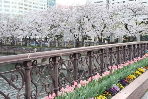 Nightlife & Bar Hopping Experience Fukuoka’s Urban Heartbeat