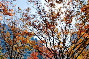 Nightlife & Bar Hopping Experience Fukuoka’s Urban Heartbeat