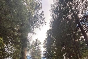 Nikko: a guided tour of the UNESCO World Heritage shrine, nestled in the forest