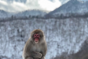 Excursion privée d'une journée à Nikko avec prise en charge et retour à l'hôtel