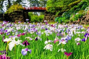 Odawara: Guided Ninja & Samurai Tour of Odawara Castle