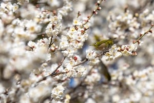 Odawara: Guided Ninja & Samurai Tour of Odawara Castle