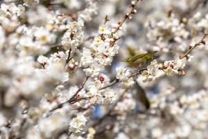 Odawara: Visita guiada Ninja y Samurai al Castillo de Odawara