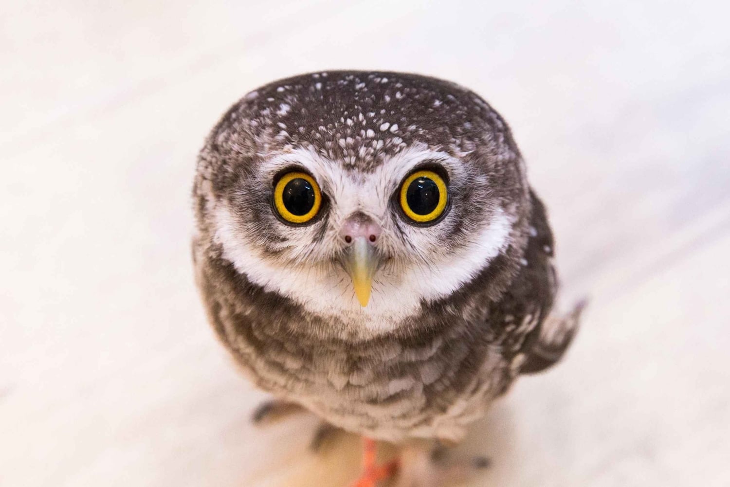 Owl Cafe Tokio Akiba Fukurou