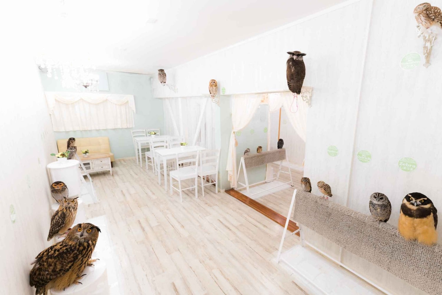 Owl Cafe Tokio Akiba Fukurou