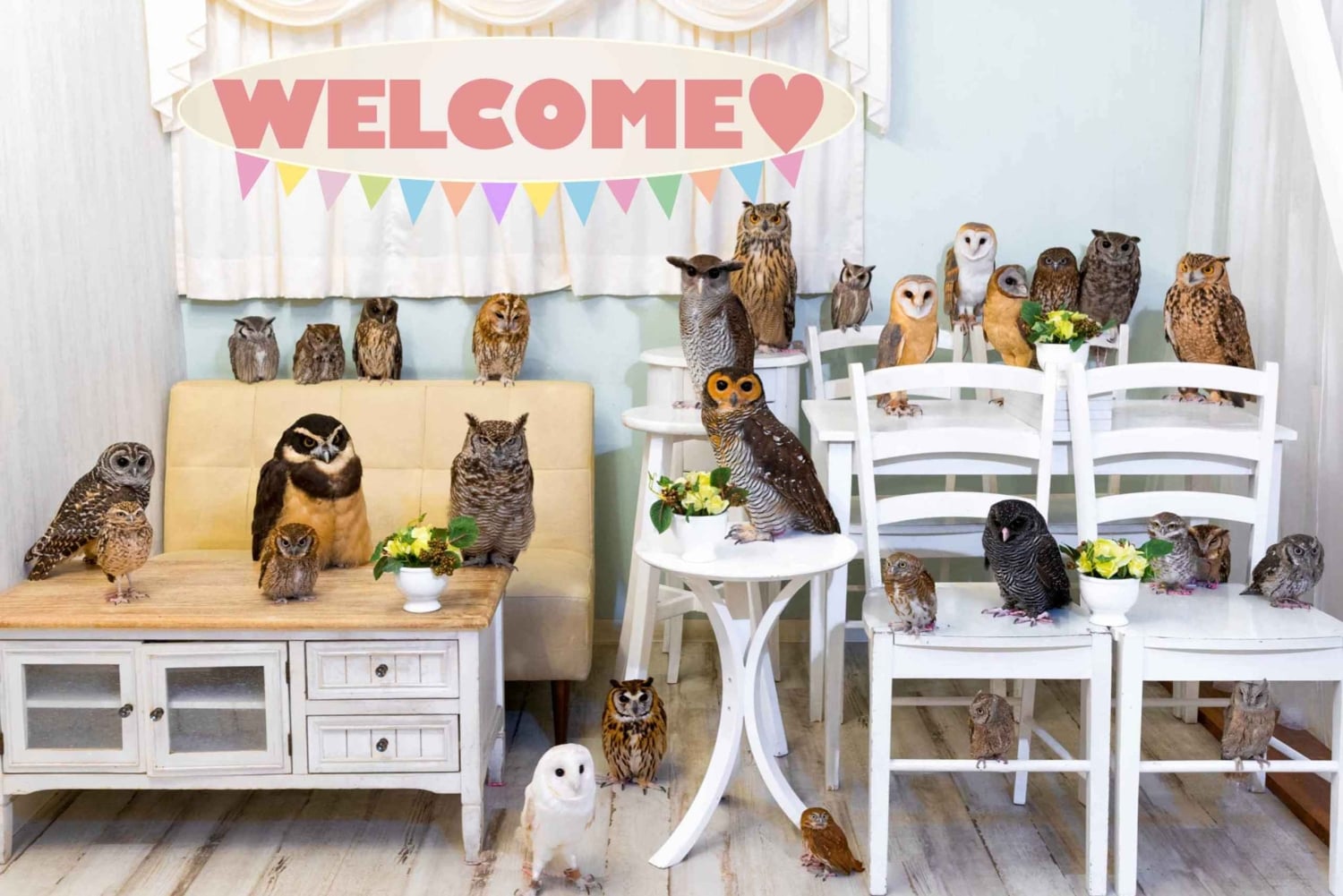 Owl Cafe Tokio Akiba Fukurou