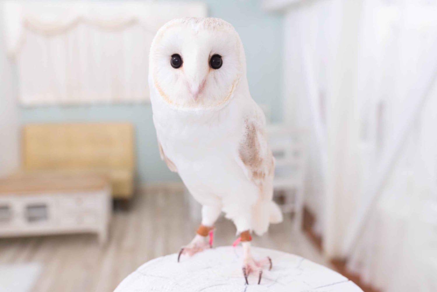 Owl Cafe Tokio Akiba Fukurou