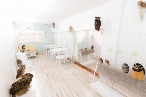 Café Búho Tokio Akiba Fukurou