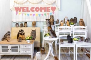 Café Búho Tokio Akiba Fukurou