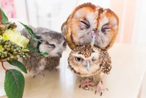 Owl Cafe Tokio Akiba Fukurou