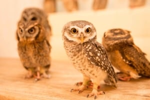 Owl Cafe Tokio Akiba Fukurou