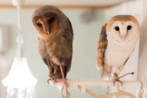 Owl Cafe Tokio Akiba Fukurou