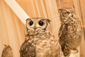 Owl Cafe Tokio Akiba Fukurou