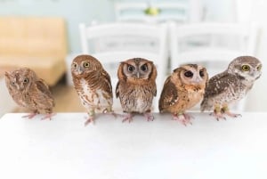 Owl Cafe Tokio Akiba Fukurou