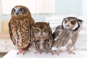 Owl Cafe Tokio Akiba Fukurou