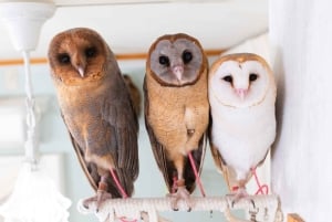 Owl Cafe Tokio Akiba Fukurou
