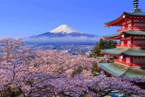 Токио: частная однодневная экскурсия на гору Фудзи и цветение сакуры в Хаконэ