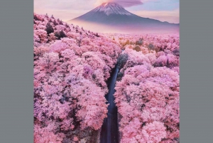 Токио: частная однодневная экскурсия на гору Фудзи и цветение сакуры в Хаконэ