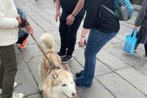 Токио: частная однодневная экскурсия на гору Фудзи и цветение сакуры в Хаконэ
