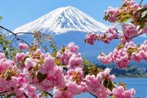 [Limitato alla stagione] Tour giornaliero della 5ª stazione del Monte Fuji e delle sorgenti termali